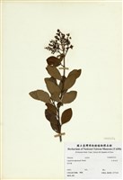 藏品(日本女貞)的圖片